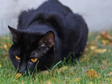 Black cat photograph