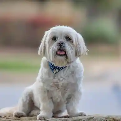 Cedar park dog photography by rebecca