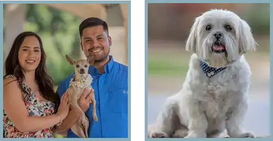 Pet photography