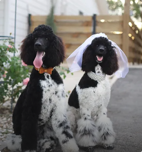 Poodle pair wedding photoshoot